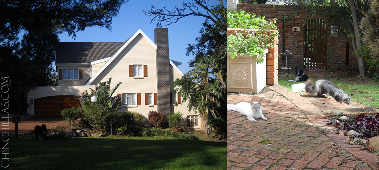 Violet chinchilla Mark Gillingham South Africa